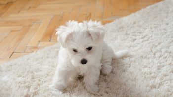 Area Rug Cleaning in Mint Hill, North Carolina by Awards Steaming