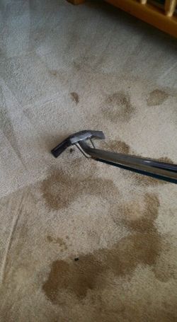 Carpet Stain Removal in Catawba, North Carolina by Awards Steaming